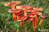 Scarlet Waxcap (Hygrocybe coccinea)