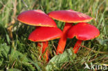 Scarlet Waxcap (Hygrocybe coccinea)