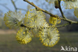 Schietwilg (Salix alba)