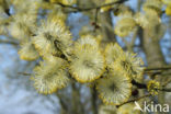 Schietwilg (Salix alba)