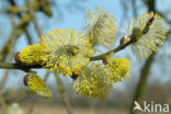 Schietwilg (Salix alba)