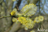 Schietwilg (Salix alba)