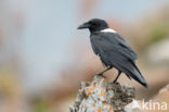 Schildkraai (Corvus albus)