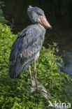 Shoebill stork (Balaeniceps rex)