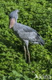 Shoebill stork (Balaeniceps rex)