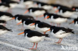 Oystercatcher (Haematopus ostralegus)