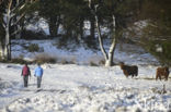 Highland Cow (Bos domesticus)