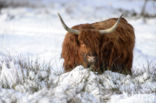 Highland Cow (Bos domesticus)