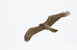 Short-toed Eagle (Circaetus gallicus)