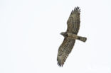 Short-toed Eagle (Circaetus gallicus)