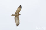 Short-toed Eagle (Circaetus gallicus)