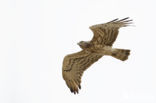 Short-toed Eagle (Circaetus gallicus)