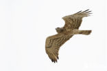 Short-toed Eagle (Circaetus gallicus)