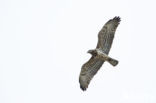 Short-toed Eagle (Circaetus gallicus)