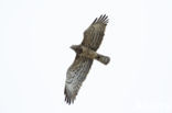 Short-toed Eagle (Circaetus gallicus)