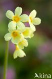 Oxlip (Primula elatior)