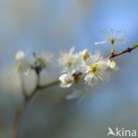 Sleedoorn (Prunus spinosa)