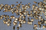 Wigeon (Anas penelope)