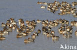 Wigeon (Anas penelope)