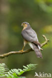 Sperwer (Accipiter nisus)