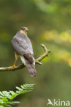 Sperwer (Accipiter nisus)