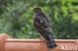 Sperwer (Accipiter nisus)