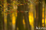 Speulderbos en Sprielderbos