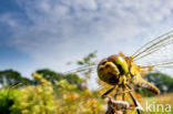 Vagrant Darter (Sympetrum vulgatum)