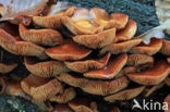 Changeable Pholiota (Pholiota mutabilis)