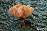 Stobbezwammetje (Pholiota mutabilis)