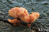 Changeable Pholiota (Pholiota mutabilis)