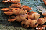 Stobbezwammetje (Pholiota mutabilis)