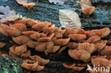 Stobbezwammetje (Pholiota mutabilis)