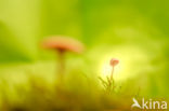 Mycena hiemalis