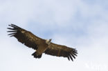 Eurasian Griffon (Gyps fulvus)