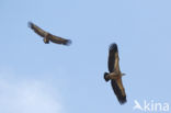 Eurasian Griffon (Gyps fulvus)