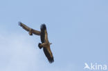 Eurasian Griffon (Gyps fulvus)