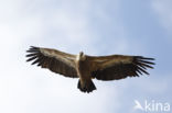 Eurasian Griffon (Gyps fulvus)