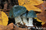 Valse kopergroenzwam (Psilocybe caerulea)