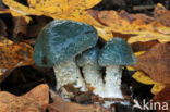 Valse kopergroenzwam (Psilocybe caerulea)