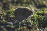 Common Vole (Microtus arvalis)