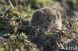 Common Vole (Microtus arvalis)