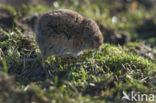 Common Vole (Microtus arvalis)