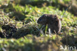 Common Vole (Microtus arvalis)