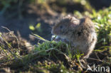 Veldmuis (Microtus arvalis)