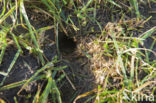 Common Vole (Microtus arvalis)