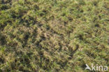 Common Vole (Microtus arvalis)