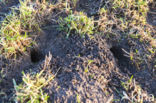 Common Vole (Microtus arvalis)