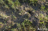 Common Vole (Microtus arvalis)