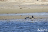 Osprey (Pandion haliaetus)